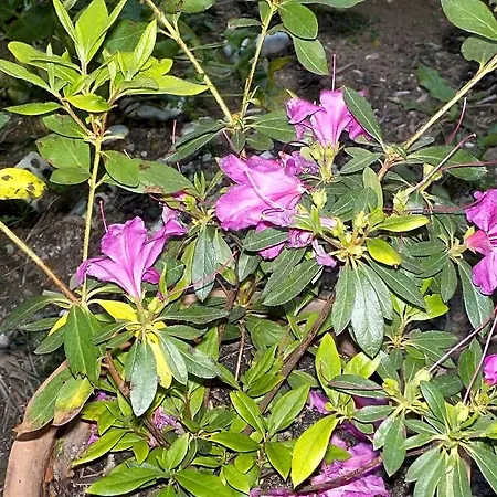 Azalea Hotel